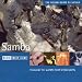 Search : The Rough Guide to Samba