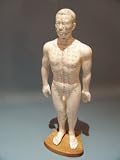 Male Acupuncture Points and Meridian Model with Stand