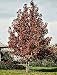 Sweetgum Tree, 36-48 Inch