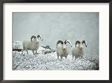 Three Dalls sheep look up from a snowy ledge Framed Art Poster Print by Michael S. Quinton, 29x21