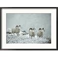 Three Dalls sheep look up from a snowy ledge Framed Art Poster Print by Michael S. Quinton, 29x21