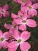 Cluster of Pink Dogwood Flowers, Cornus Florida Rubra Photographic Poster Print by George Grall, 18x24