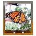Monarch Butterfly - 6x6 Desk Clock