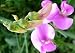 Everlasting Pea Seeds - Lathyrus latifolius - 20 Seeds + FREE SEEDS!