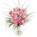 Fantastic Cymbidium handtied - Send Mothers Day Flowers Floral Arrangement of Fresh Flowers