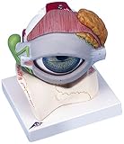 視覚器(眼球),5倍大・8分解ジャイアントモデル,眼窩床・眼瞼・涙器付