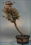 Bonsai Boy's Japanese Maple Bonsai Tree acer palmatum