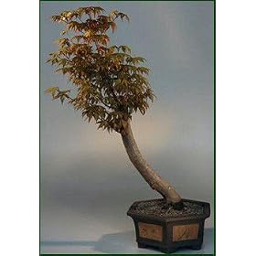 Bonsai Boy's Japanese Maple Bonsai Tree acer palmatum