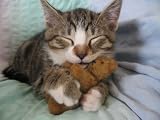 Katzen Mauspad (381)