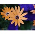A Beautiful Light Orange Daisy-Like Flower with a Purple Center Photographic Poster Print by Stacy Gold, 32x24