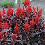 Celosia Seeds - Celosia China Town
