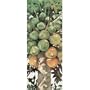 (8x20) Penny Gupton (Papayas) Art Poster Print