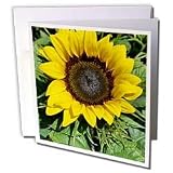Patricia Sanders Flowers - sunflower - Greeting Cards-12 Greeting Cards with envelopes