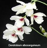 Dendrobium albosanguineum 443