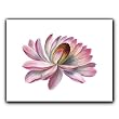 Water Lily - Gift Enclosure Cards (set of 12)