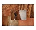 Horse Patterns Animals Photographic Poster Print by Carmen Mandel-Cesareo, 10x8