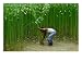 Farmer Harvesting Jute, Tangail,Dhaka, Bangladesh Photographic Poster Print by Richard I'Anson, 16x12