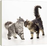 Box Canvas Print of CAT - Norwegian Forest - Silver a Brown Tabby from Ardea