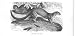 Eyra Cat Natural History Antique Print Wild