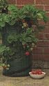 Pop up patio Strawberry Planter