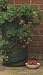 Pop up patio Strawberry Planter