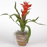 Single Star Bromeliad Silk Plant Color - Orange Red - B001DRVOOK