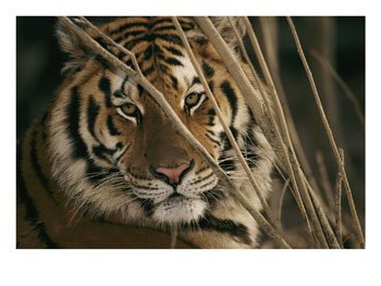 A Captive Tiger Shows a Formidable Expression, Tigers Photographic Poster Print by Roy Toft, 24x18