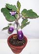 13" Potted Artificial Eggplant
