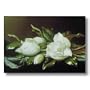 White Magnolia Flower Floral Contemporary Picture Art Print