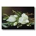 White Magnolia Flower Floral Contemporary Picture Art Print