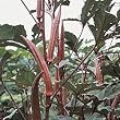 Red Burgundy Okra - 50 Seeds - BONUS PACK!