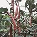 Red Burgundy Okra - 50 Seeds - BONUS PACK!