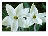 Ipheion, Alberto Castillo (Flower of the Incas), Star Shaped White Flowers, March Photographic Poster Print by Chris Burrows, 16x12