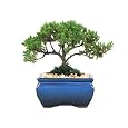 BUY : Bonsai Tree - Japanese Juniper 3-4 Year Old, Planted in 5 inch Container - Grown by Eve's Garden