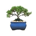 Bonsai Tree - Japanese Juniper 3-4 Year Old, Planted in 5 inch Container - Grown by Eve's Garden