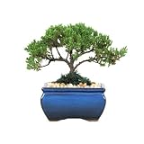 Discounts Bonsai Tree - Japanese Juniper 3-4 Year Old, Planted in 5 inch Container - Grown by Eve's Garden by Eve's Garden Gifts