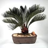 Sago Palm Bonsai Tree