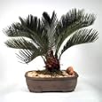 Sago Palm Bonsai Tree