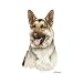German Shepherd - Cats and Dogs Premium T-Shirt