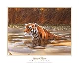 Bengal Tiger by Don Balke. CANVAS ROLLED. 22.54 inches width by 16.55 inches height. Highest Quality Art Poster Print