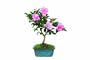 Brussel's Camellia "Hot Flash" Bonsai