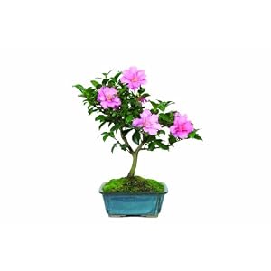 Brussel's Camellia Hot Flash Bonsai by 