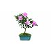 Brussel's Camellia "Hot Flash" Bonsai