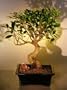 Bonsai Boy's Ficus Retusa Bonsai Tree ficus retusa
