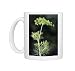 Photo Mugs of ME-1742 Fennel seed from Ardea Wildlife Pets