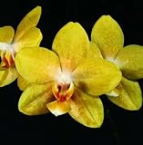 Phal Orchidview Bellringer 