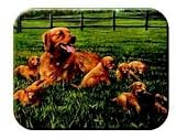 Tuftop Tempered Glass Kitchen Board, Artist Collection - Retreiver & Pups