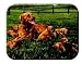 Tuftop Tempered Glass Kitchen Board, Artist Collection - Retreiver & Pups