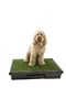 the Pet Loo Pet Toilet, Original 33-Inch by 33-Inch