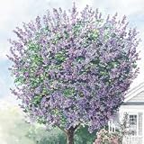 Royal Paulownia Tree
